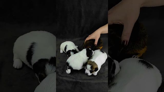 Щенки Джек Рассел терьер и зверёк неизвестной породы #джекрасселтерьер#продажащенков смотреть онлайн