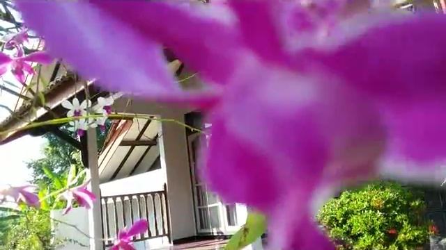 Dendrobium orchid & Ixora coccinea in the front yard - Beautiful Garden (update) смотреть онлайн