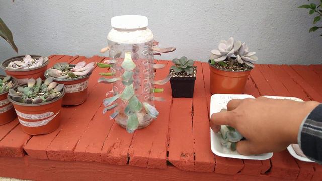ACTUALIZACIÓN: REPRODUCCIÓN PARTE I Y II // UPDATE REPRODUCTION OF SUCCULENTS PART I AND II смотреть онлайн