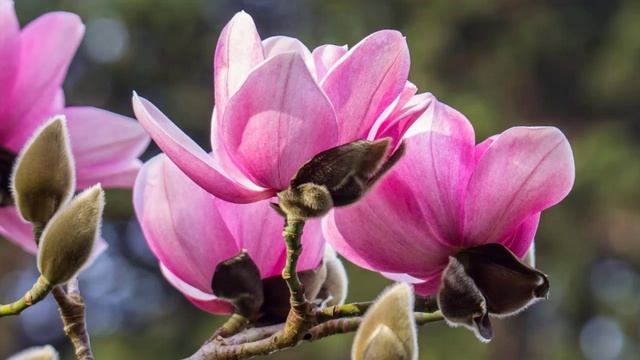 Магнолия посадка и уход. Нужно ли и как резать магнолии. смотреть онлайн