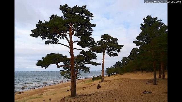 Сосновые иголки.(сказка для малышей,читает автор) смотреть онлайн