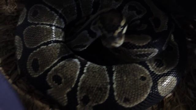 my update on anaconda ,bp eggs and bps 05/27/13 смотреть онлайн