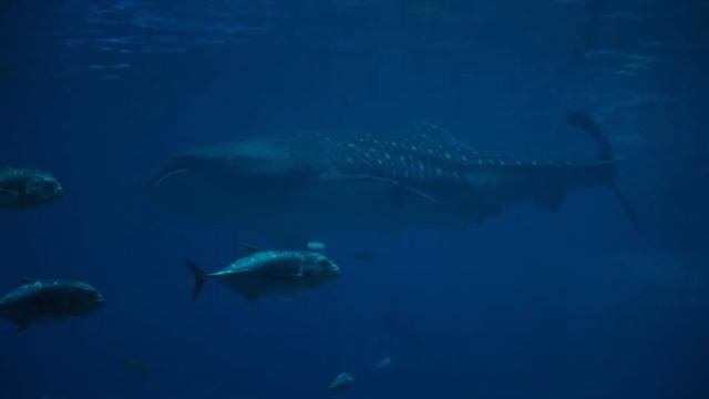 Звуки и пение китов Пение горбатых китов SINGING WHALES смотреть онлайн