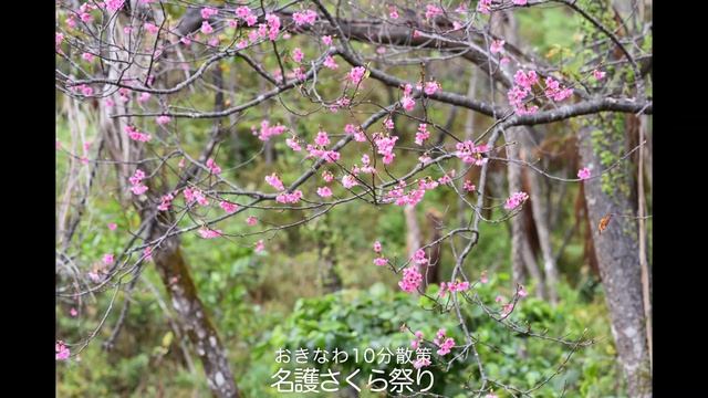 【おきなわ10分散策】名護さくら祭り смотреть онлайн