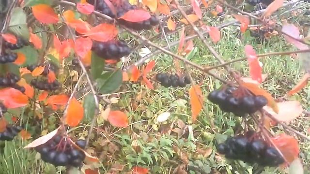 Черноплодная рябина -Арония-. смотреть онлайн