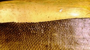 Клей из рыбьей кожи для склеивания изделий из выделанной кожи рыб