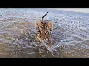 Тигрята на море / Tiger Cubs at Novosibirsk Sea