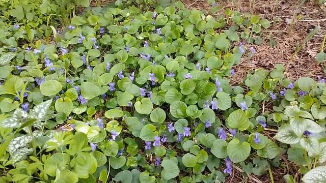 Фиалка Konigin sharlotte (Душистая) и Фиалка Biflora (Двуцветковая) смотреть онлайн