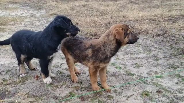 Стройка нашего дома! Роем котлован. Новая Кленовая. Руки не для скуки смотреть онлайн