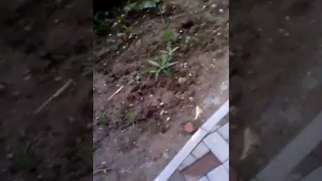 Парк победы Череповца