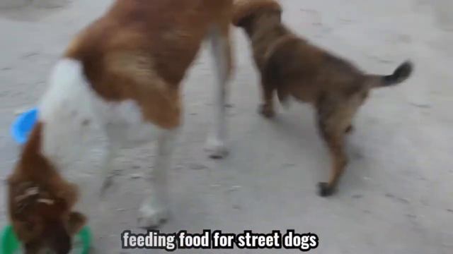 Four month complete feeding for street dogs & Monkeys смотреть онлайн