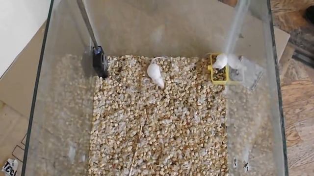 Отпугиватель грызунов ГРАД А 550УЗ (эксперимент по тестированию эффективности отпугивания) смотреть онлайн