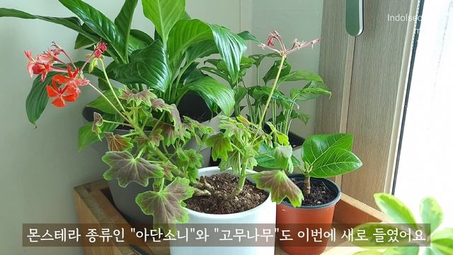 베란다 미니정원에서 채소 키우기, 행잉 플랜테리어 | 가성비 살림템, 아이디어 주방용품 | 의왕 백운호수 롯데 타임빌라스 나들이 смотреть онлайн