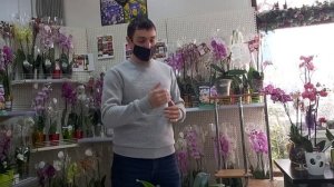 Смотреть ВСЕМ❗ Самый полезный МК по ЛЕЧЕНИЮ ОРХИДЕЙ и Как избавится от ВРЕДИТЕЛЕЙ подробная информа