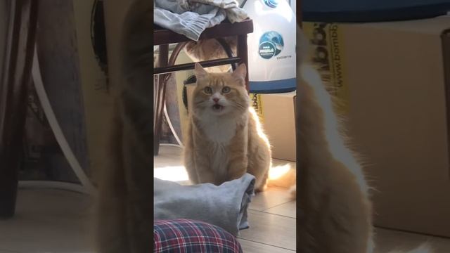 А вы знаете почему коты открывают рот, когда что-то понюхали? :) смотреть онлайн