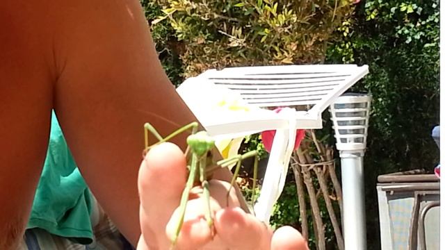 Богомол интересные факты. Mantis Interesting Facts