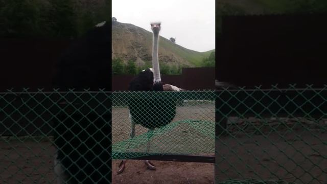 Как забрать яйцо у страуса?? смотреть онлайн