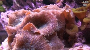 Аквариум с  мягкими  кораллами АкваЛого на ilikePet