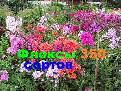Флоксы 350 сортов смотреть онлайн