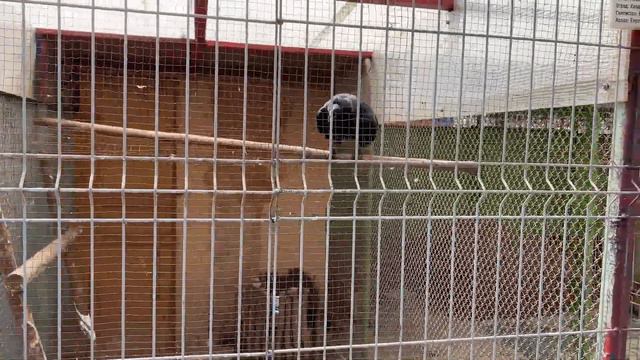 Жлобинский зоопарк смотреть онлайн