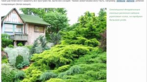 Растения для укрепления склона