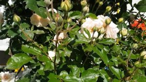 Сорта роз КОРДЕСА -Анжела,Фольклор,Брилиант Корсар и Бременские Музыканты,сила роста..18 июня 2021