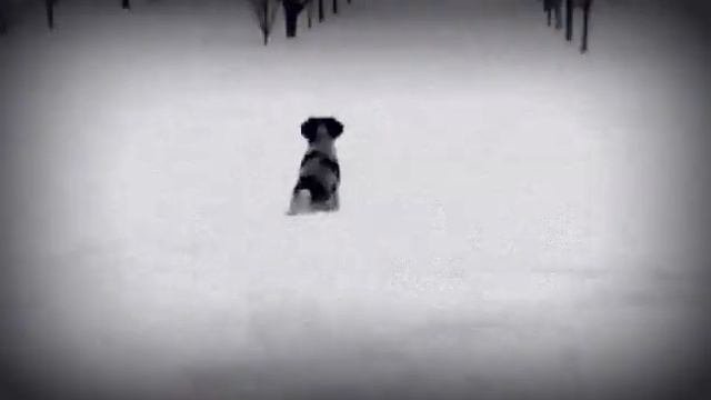 Неопытный русский спаниель))) смотреть онлайн