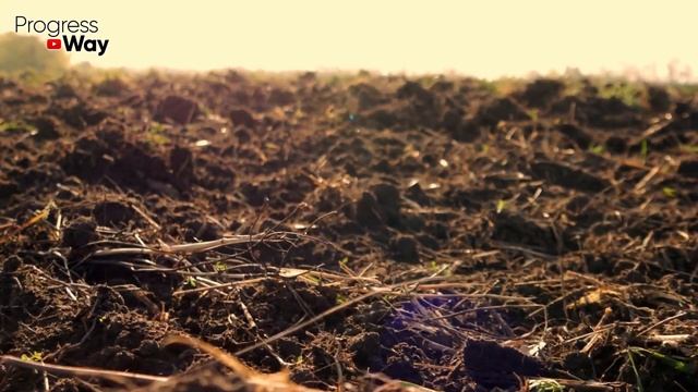 Внесите на грядки осенью это удобрение! Весь сезон ничем не подкармливаю растет все как на дрожжах! смотреть онлайн