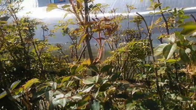 МОЯ ДАЧА 04.05.2019г.//ЦВЕТЕТ ВОЙЛОЧНАЯ ВИШНЯ//САЖАЮ РОЗУ смотреть онлайн