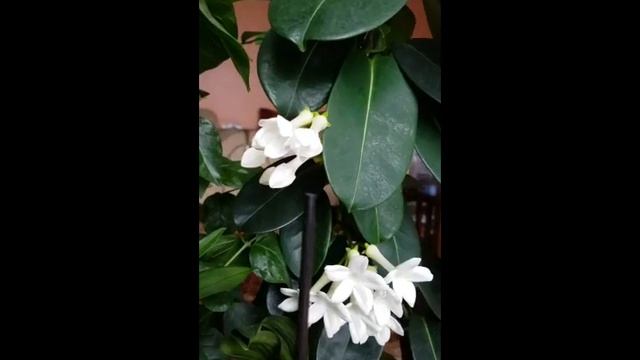 Stephanotis Floribunda From Purchasing To Now Progress