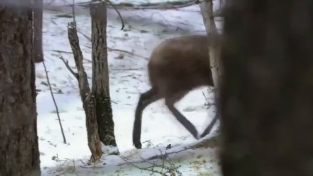 Сибирь земля патриотическая песня ( автор и исполнитель Андрей Незванный) смотреть онлайн