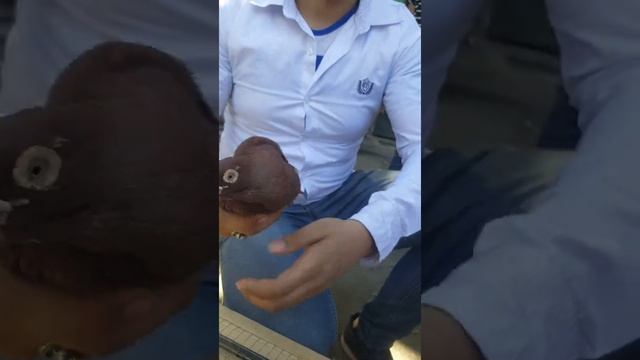 Мисир каьутар бозоридан лавха Египетский рынок голубей سوق الحمام المصري Egyptian pigeon market смотреть онлайн