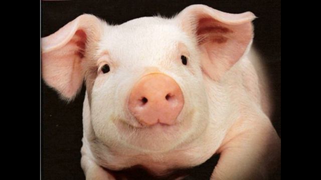 Slaughter pigs sound смотреть онлайн