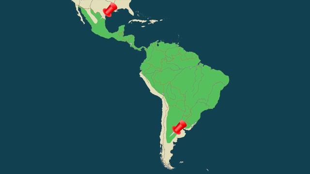 COUGAR VS JAGUAR - Who will win? смотреть онлайн