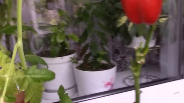 Мой балкон 4 октября.Огурцы, Помидоры и Перец на балконе . смотреть онлайн