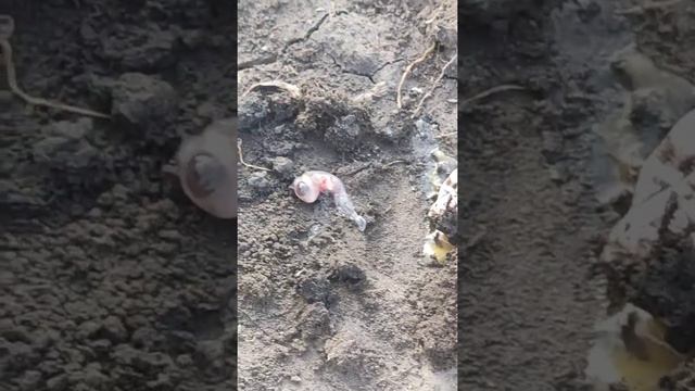 Нашли яйца змеи/We Found Eggs Of Snakes