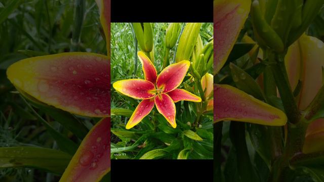 Лилии в моем саду смотреть онлайн