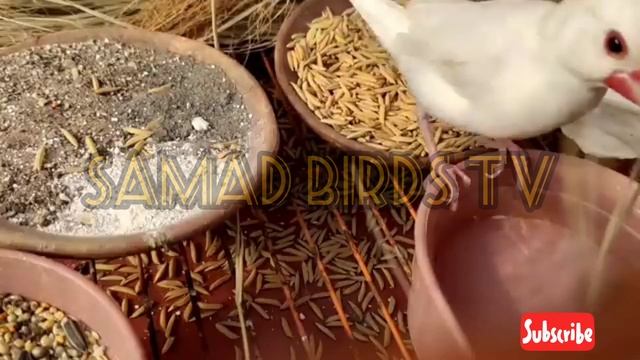 Java sparrow Cage Size and Colony Setup | Java Finch Colony cage Setup | Java Sparrow perfect Cage смотреть онлайн