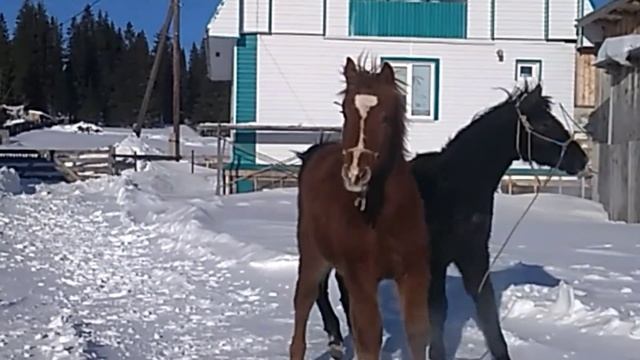 Жеребцы на продажу 2020г смотреть онлайн