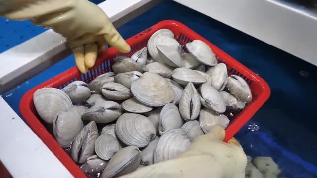 시장에서 갓 삶은 문어숙회, 문어무침부터 울산 전설의 회뜨기 달인, 해산물 몰아보기 Korean Seafood, Korean Street Food