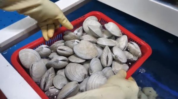 시장에서 갓 삶은 문어숙회, 문어무침부터 울산 전설의 회뜨기 달인, 해산물 몰아보기 Korean Seafood, Korean street food