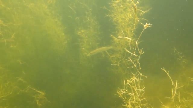 подводный мир Радищевских Прудов смотреть онлайн