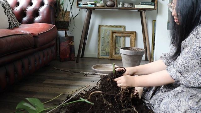 Cutting up my Monstera Albo Variegata смотреть онлайн