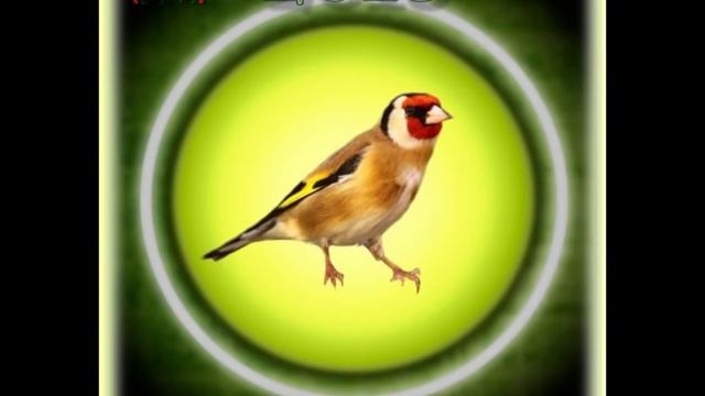 cd : canto del jilguero limpio (manolo) смотреть онлайн