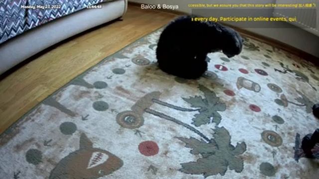 Жизнь котов, когда нет рядом хозяина (23.05.2022 (7:50 (UTC+3))) смотреть онлайн