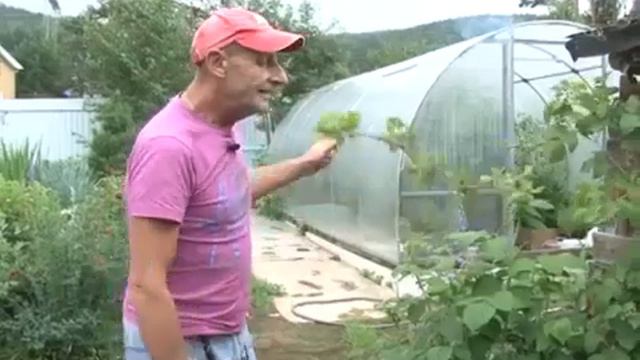 Немного о ежевике.Сергей Богатский:3 минуты о загородной жизни смотреть онлайн