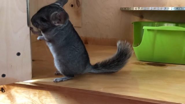 Витрина Шиншиллы смотреть онлайн