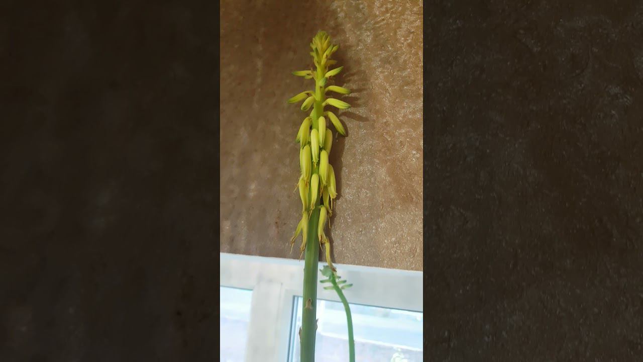 Алоэ не остановить, цветет как перед концем света смотреть онлайн