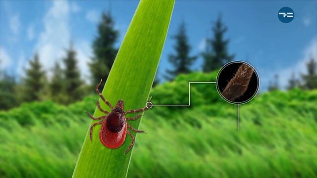 «Природное расследование». Иксодовые клещи 23-04-21