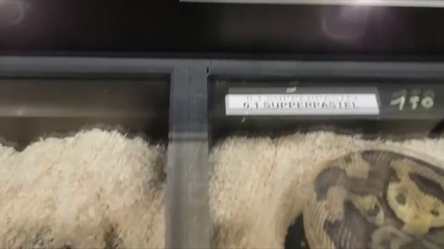 REPTILES SHOW HOUTEN